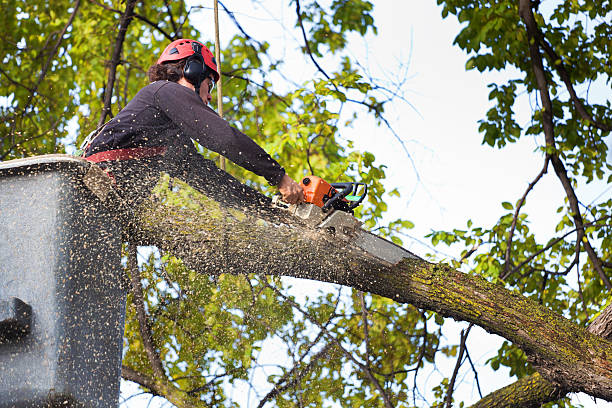 Best Tree Trimming Near Me  in Dulles Town Center, VA